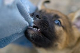 С администрации Сенгилеевского района взыскали моральный вред за нападение бездомной собаки на ребенка