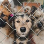 Спустили всех собак. Суд признал незаконной деятельность приюта для животных