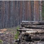 Лес ушел из-под охраны. Чиновника ульяновского минприроды обвиняют в халатности
