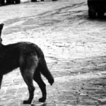 Не нашли себе приюта. В Ульяновской области предлагают подумать об эвтаназии агрессивных собак