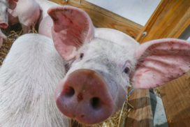 В Самарской области выявлены очаги африканской чумы свиней в ЛПХ