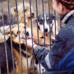 Волонтеры не нашли приюта. Ульяновские зоозащитники заявляют о провале программы ОСВВ