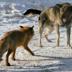 В Новочеремшанске бешеная собака покусала шестерых человек