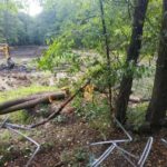 Отговорила роща. В ООПТ в Ульяновске вырублено 229 деревьев по незаконному порубочному билету